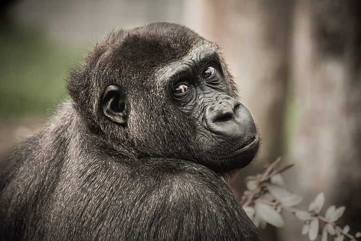 selective photo of Gorilla
