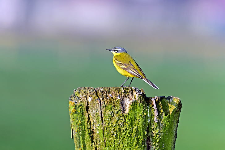 yellow wagtail, songbirds, meadow birds