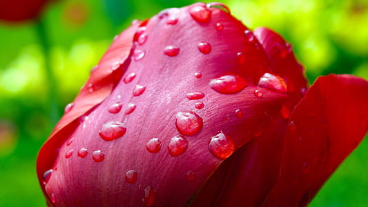 red tulip flower with water dew