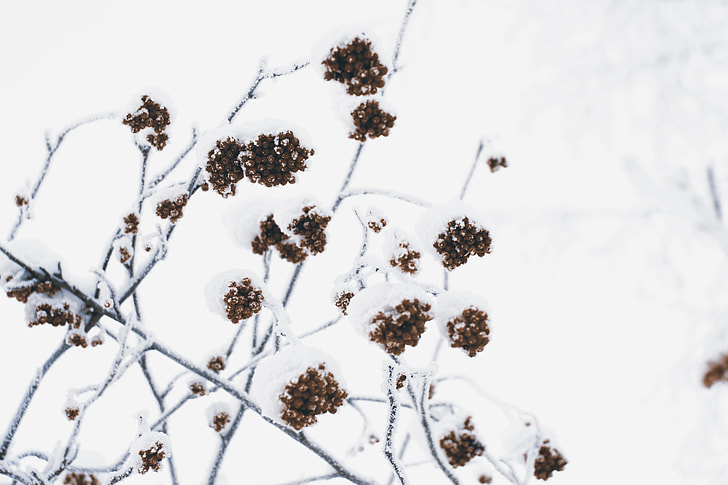 Berries in snow captured in Siberia in Russia