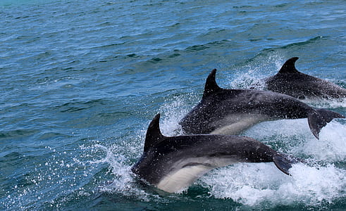 three black dolphins dive in the water