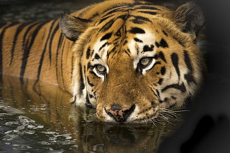 selective focus photography of tiger on body of water