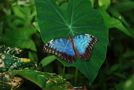morpho butterfly perched on green leaf plant in closeup photography
