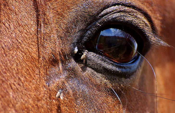 horse flies on horse eye