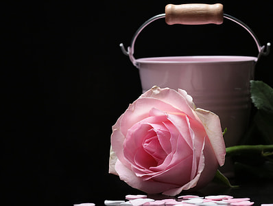 pink rose beside pink steel bucket