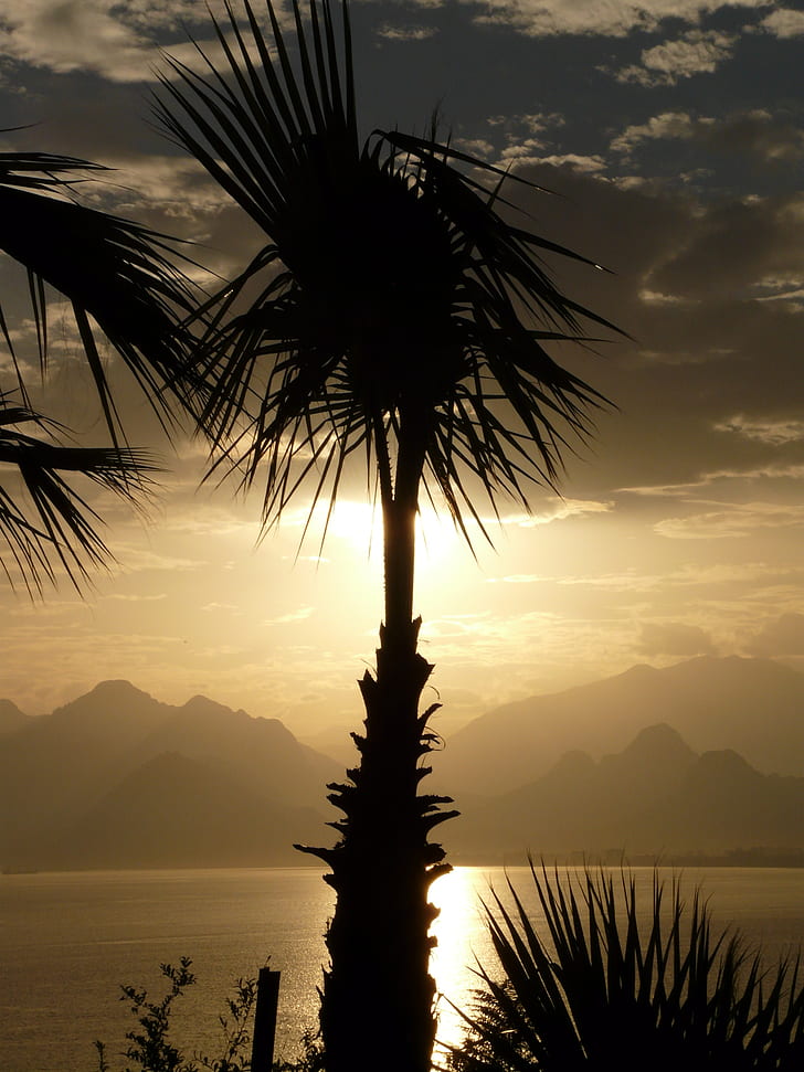 silhouette of palm tree near sea during sunset