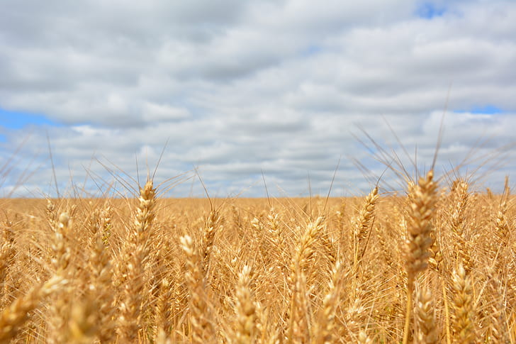Wheat Field Under Blue Cloudy Sky