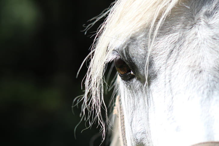 closeup photo of white horse