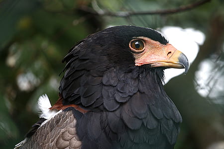 selective focus photography of black and gray eagle