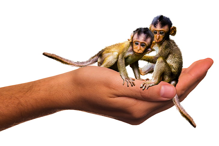 two monkeys on person's palm edited photo