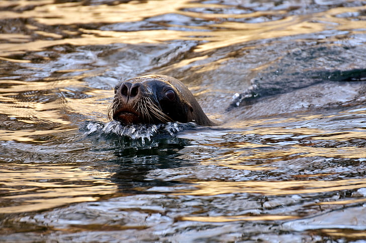 seal swimming on water closeup photography