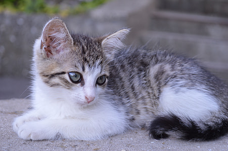 selective focus photography of medium fur white and gray kitten