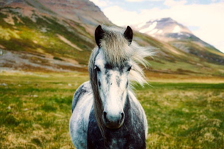 closeup photo of white and gray horse