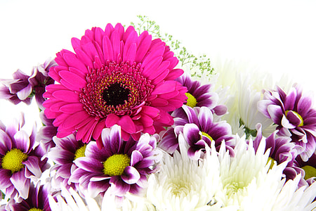 purple, white, and pink flowers