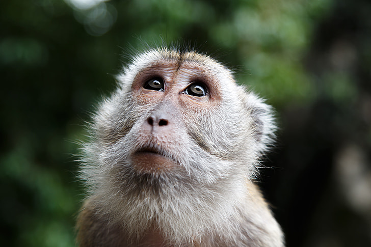 shallow photography of brown monkey