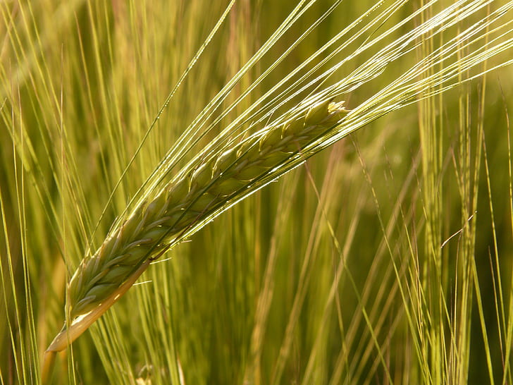 green wheat close-up photo