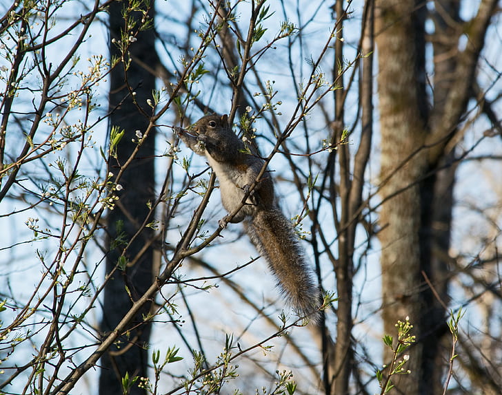 brown and gray squirrel perching on branch