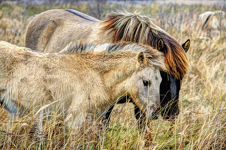 photo of two brown horses surrounded by brown grass