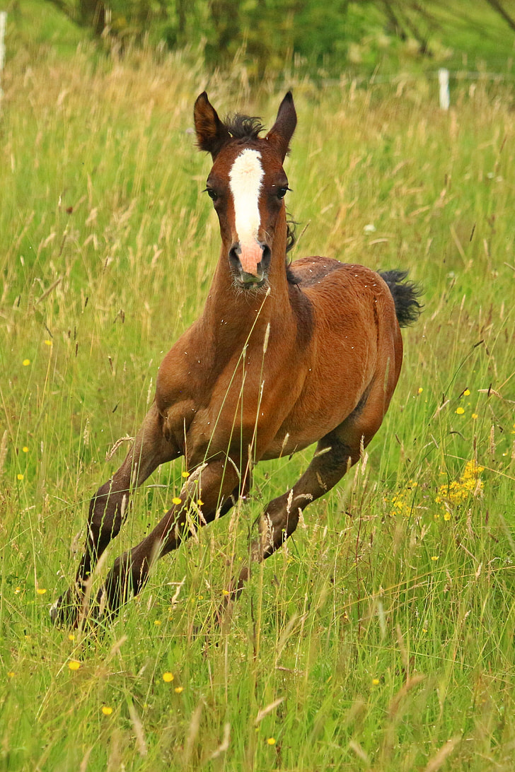 galloping brown pony on grass field