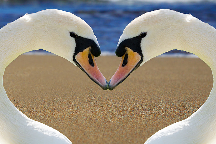 two white geese forming heart wallpaper