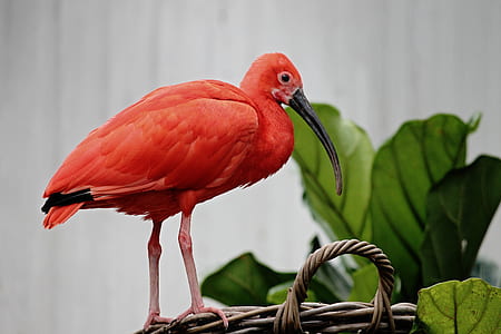 red ibis bird on basket
