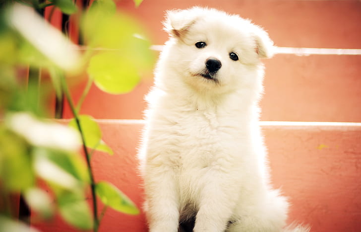 white Indian spitz puppy