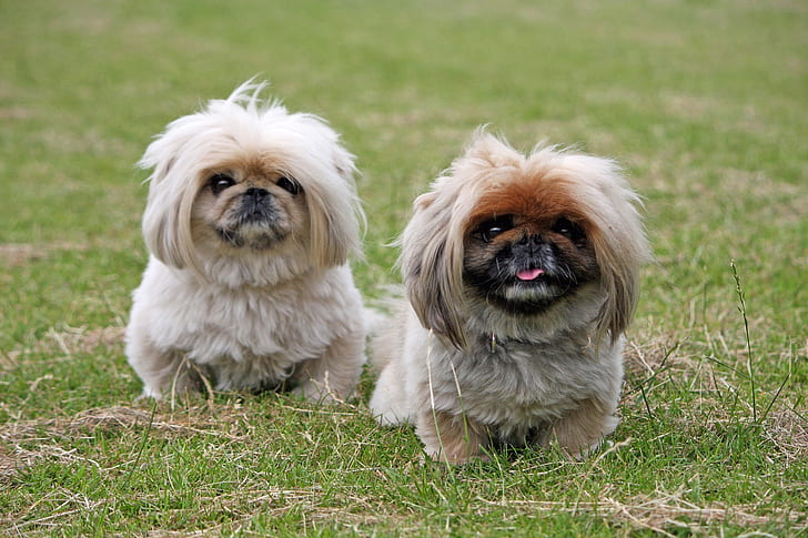 two long-coated brow puppies on green grassland