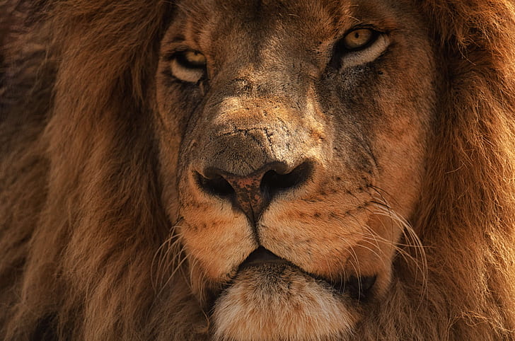 close up photography of male lion