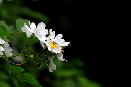 macro photograph of white petaled flowers