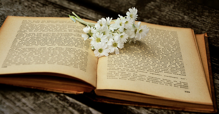 white daisy, flowers, book, old book, read, used
