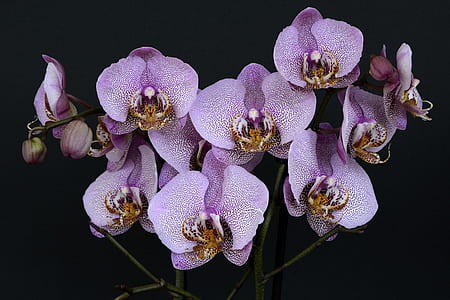 purple petaled flower close-up photography