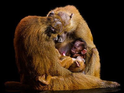 monkey family selective focus photography