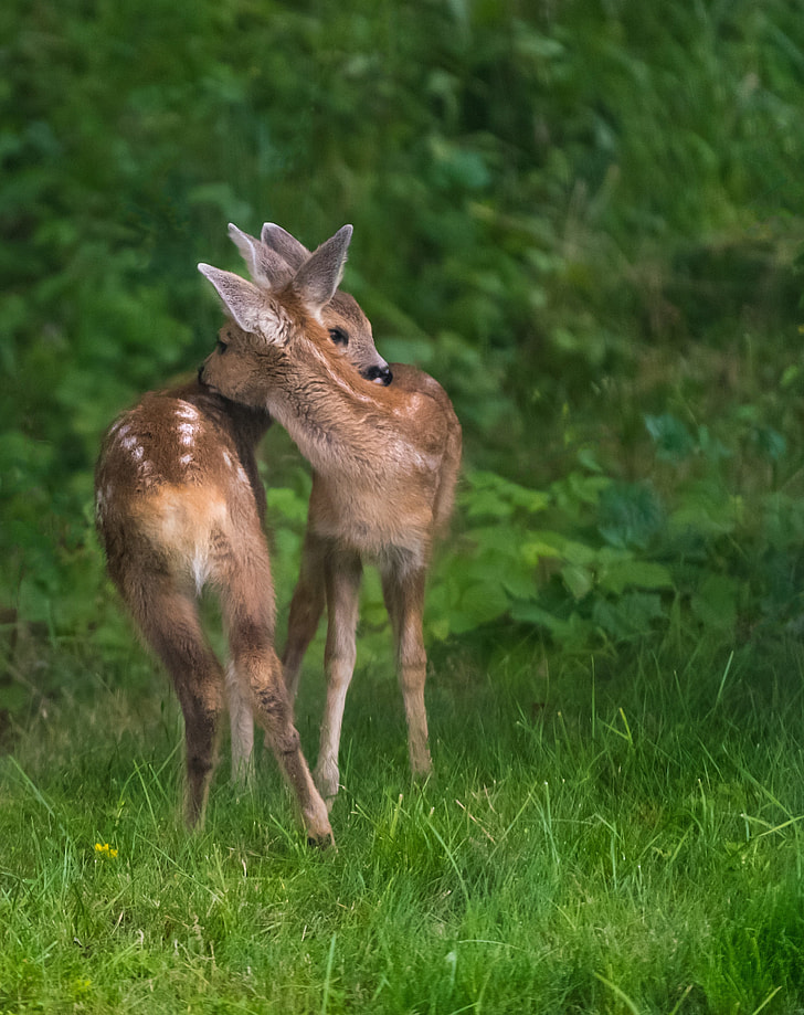 two deer on green grass field