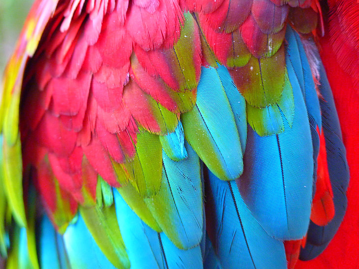 close-up photography of pink, blue, and green bird feathers
