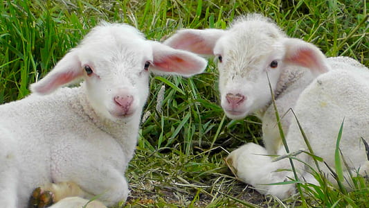 two white goat kids