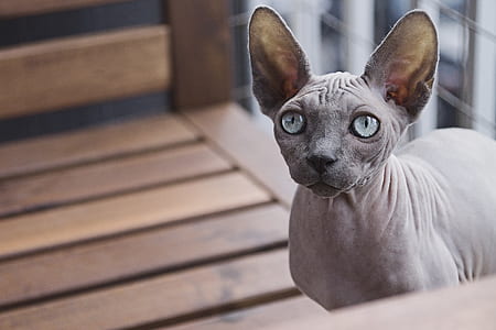 sphynx cat on brown wooden surface