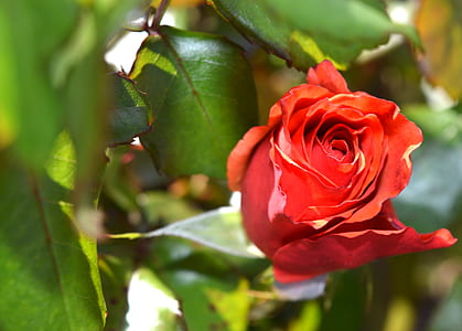 Red Petaled Rose