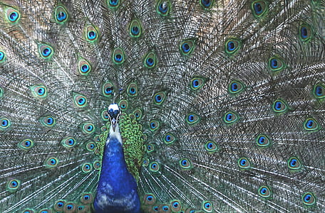 peacock photo