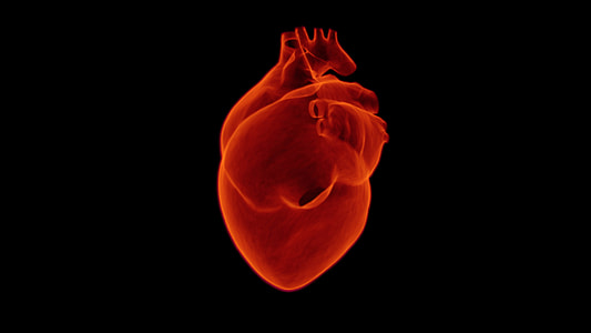 human's heart illustration