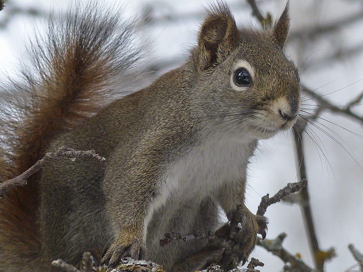 gray squirrel on brown branches