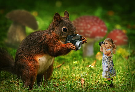 brown squirrel holding camera standing infront of girl in grey dress holding up camera