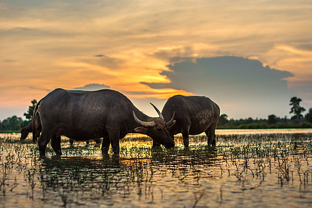 two black water buffalos standing on body of water during golden hour