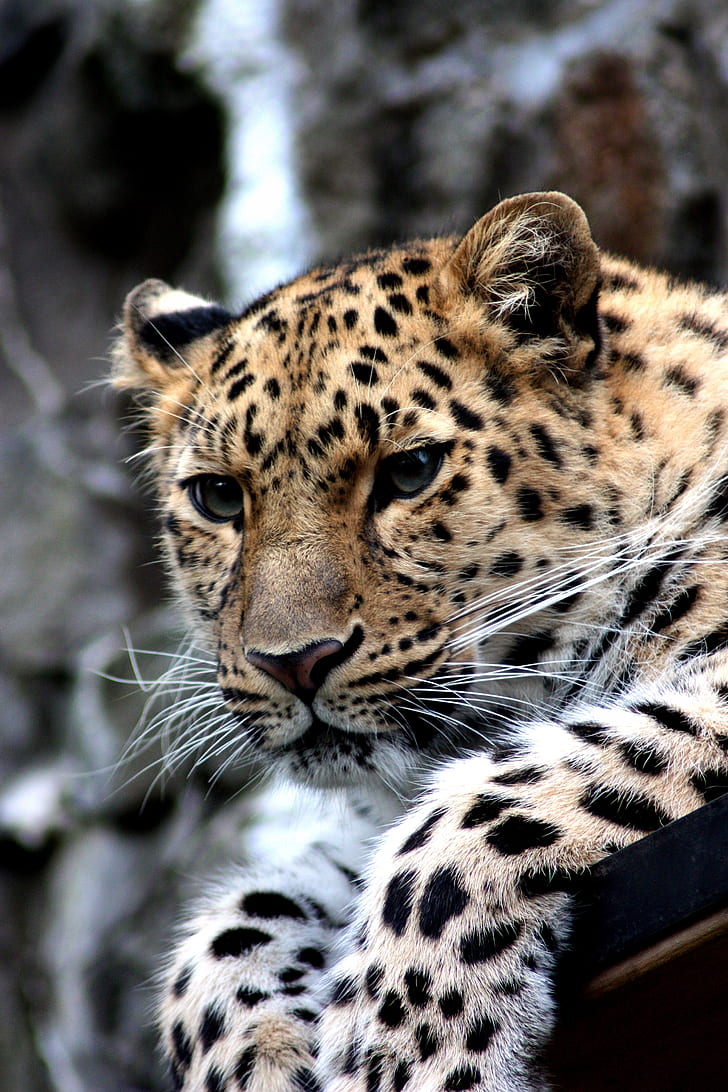 closeup photo of leopard