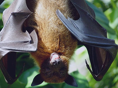 photo of brown and black bat