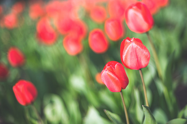Closeup shot of red tulip flowers