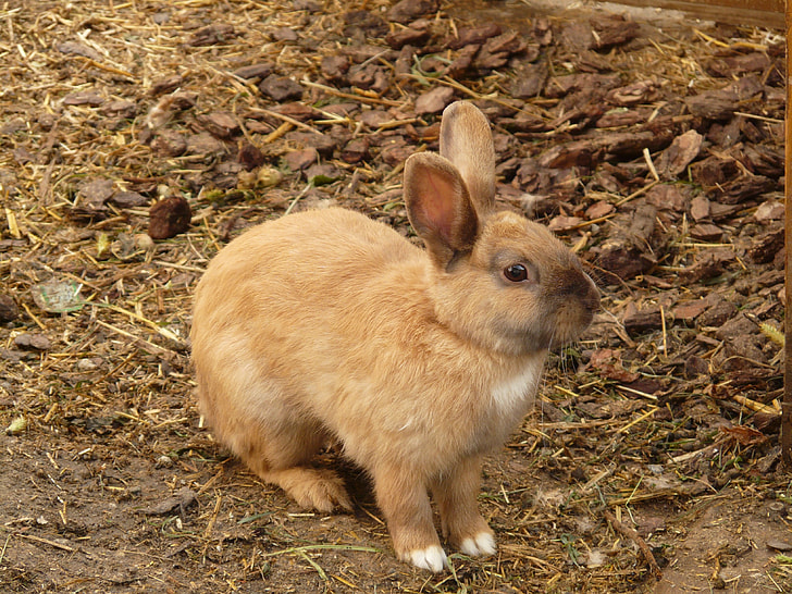 brown dwarf bunny rabbits