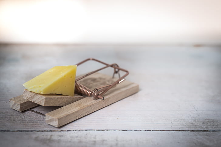 cheese and brown mousetrap