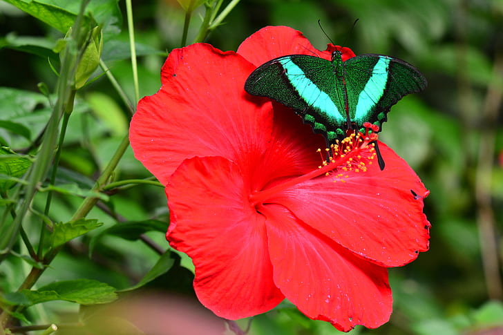 green and white butterfly on red flower
