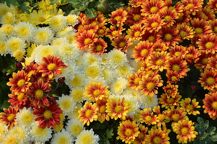 yellow and red flowers photography