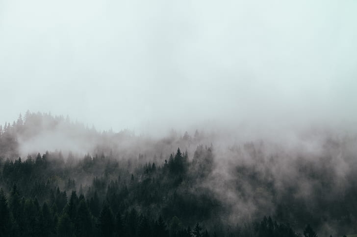 aerial photography of fog covered forest